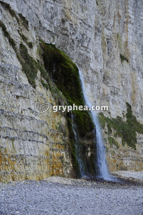 Pisseuse (falaises de craie, Fécamp) - gryphea.org